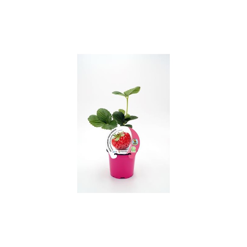 FRESO 10,5 Fresa Framberry E