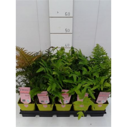 HELEX 11x11:1L Etiq.Mac.color