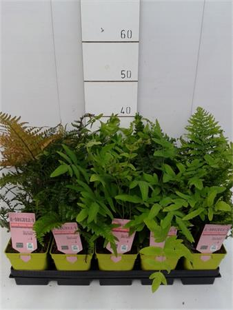 HELEX 11x11:1L Etiq.Mac.color