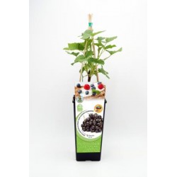 GRONE 11x11-2L...