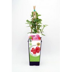 GRORO 11x11-2L...