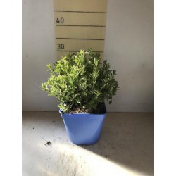 LEUCS 15,5x15,5-2,5L...