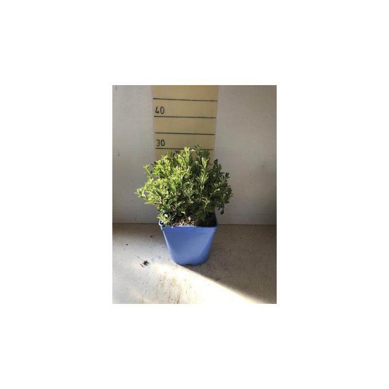 LEUCS 15,5x15,5-2,5L Mediterránia