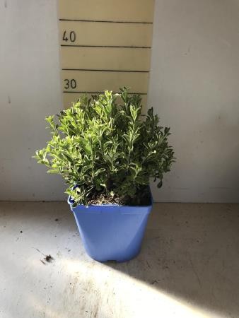 LEUCS 15,5x15,5-2,5L Mediterránia