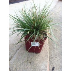 CAFFA 17,5x17,5-4L MC
