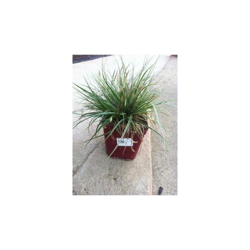 CAFFA 17,5x17,5-4L MC