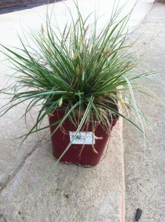 CAFFA 17,5x17,5-4L MC