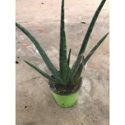 ALOES 13 E
