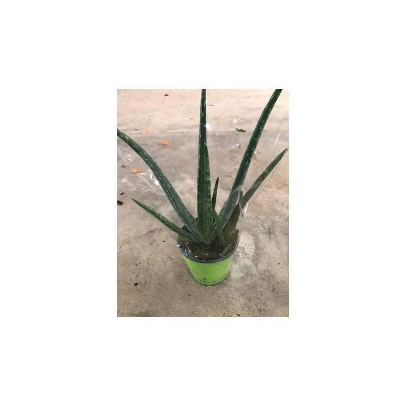 ALOES 13 E