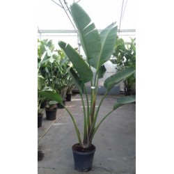 STREL 26L Alt.175/200 E