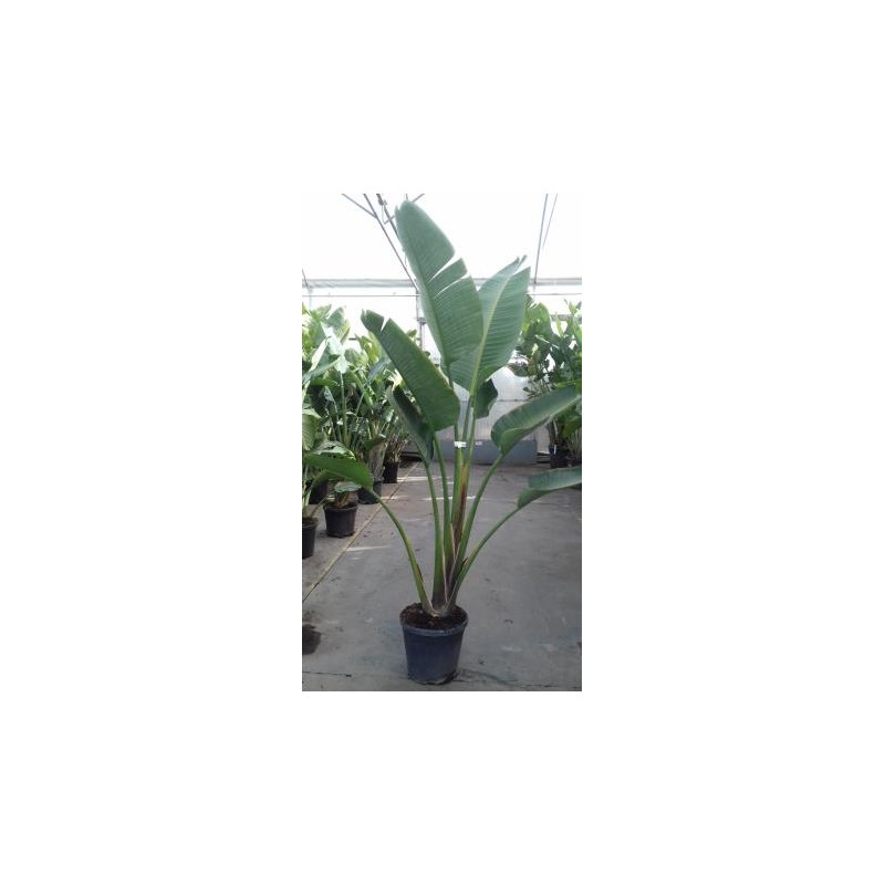 STREL 26L Alt.175/200 E