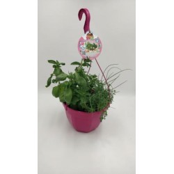 CULMI T23 "AIR Garden"...