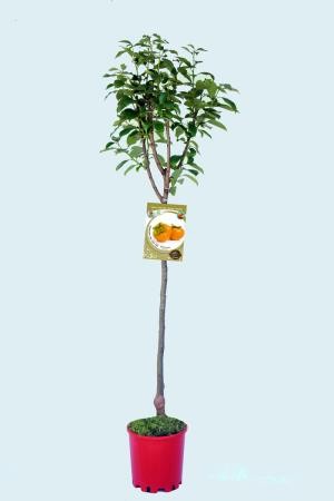 DIBRI 10L Alt.125/150 E