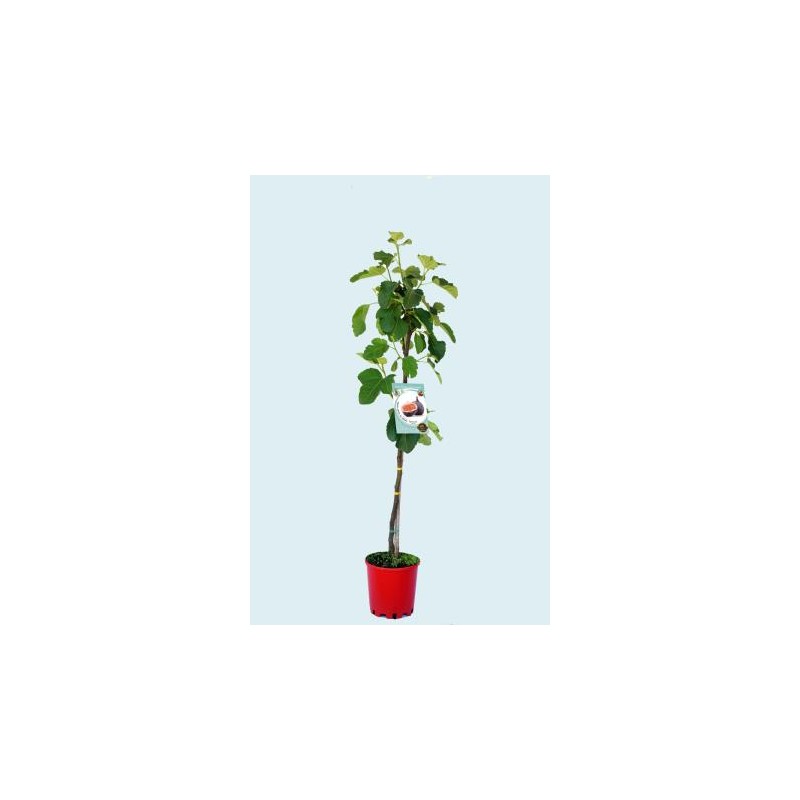 FICBA 10L Alt.125/150 E