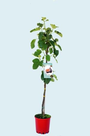 FICBA 10L Alt.125/150 E