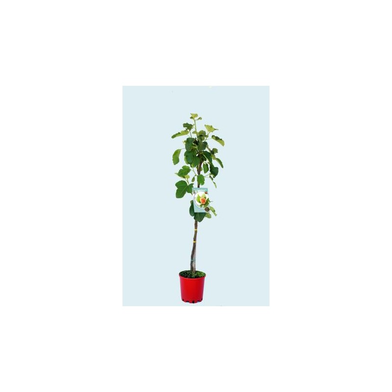 FICCO 10L Alt.125/150 E