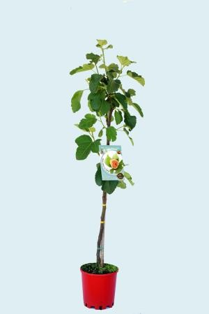 FICCO 10L Alt.125/150 E