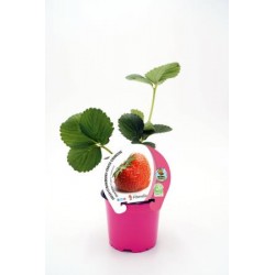 FRESO 10,5 Fresa Charlotte E