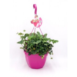 FRESO T23 "AIR Garden"...