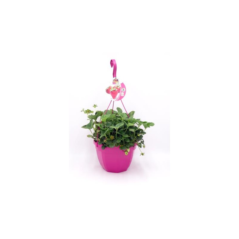 FRESO T23 "AIR Garden" Colgador E