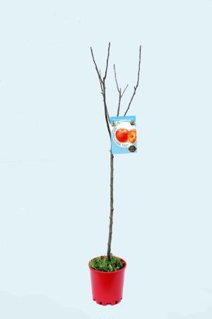 MADFU 10L Alt.125/150 E