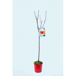 MADOY 10L Alt.125/150 E