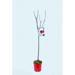 MADTO 10L Alt.125/150 E