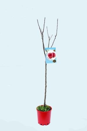 MADTO 10L Alt.125/150 E