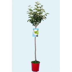 MALGS 10L Alt.125/150 E