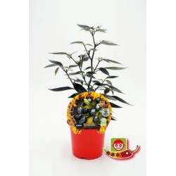 PIPIC 10,5 Picante  Black...