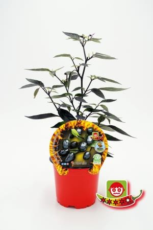PIPIC 10,5 Picante  Black Olive E