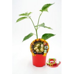 PIPIC 10,5 Pica.Habanero...