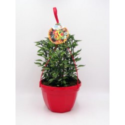 PIPIC T23 "AIR Garden"...