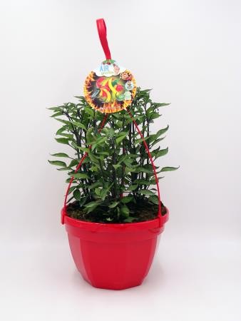 PIPIC T23 "AIR Garden" Colgador...