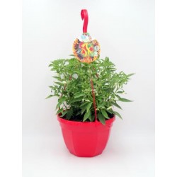 PIPIC T23 "AIR Garden"...