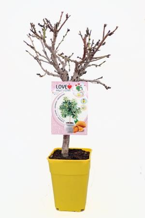 PRDGA 5L MC ENANOS E