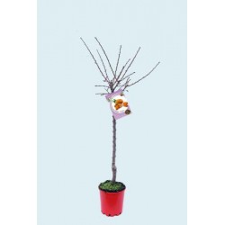 PRDGU 10L Alt.125/150 E