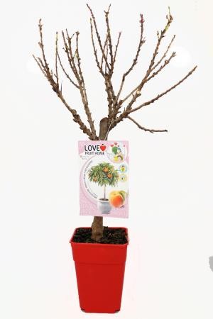 PRPAM 5L MC ENANOS E