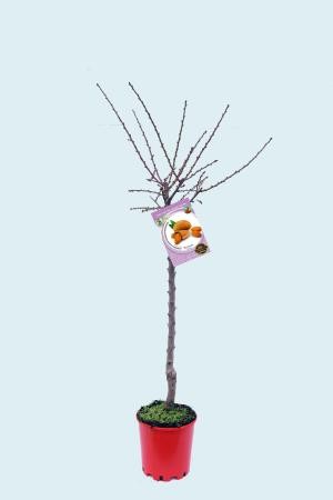 PRUFE 10L Alt.125/150 E