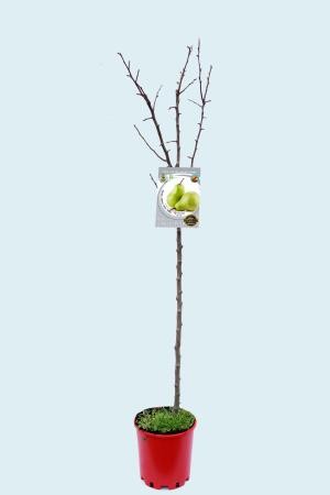 PYBLA 10L Alt.125/150 E