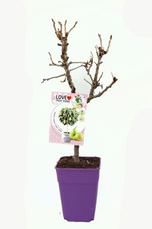 PYCGA 5L MC ENANOS E