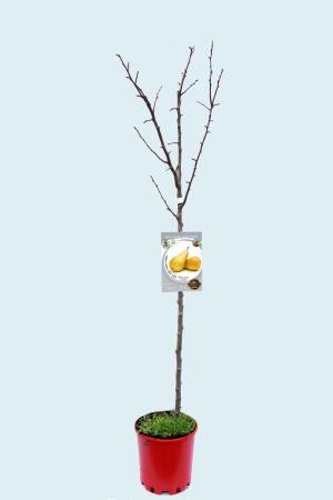 PYCON 10L Alt.125/150 E