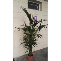 KENTI 22 Alt.180/200 E