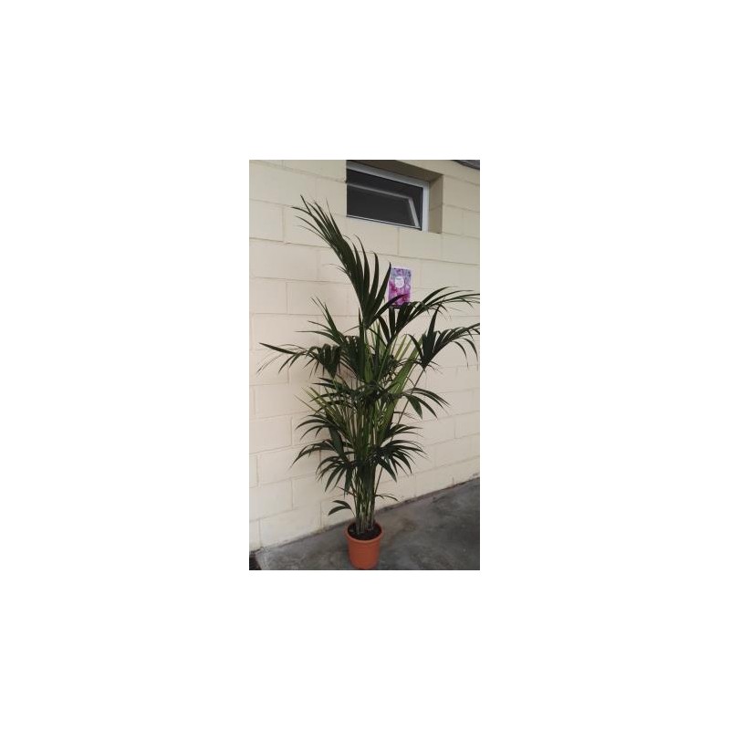 KENTI 22 Alt.180/200 E