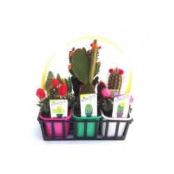 C0518 Band.06(7x7cm) E