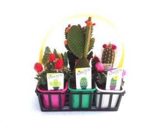 C0518 Band.06(7x7cm) E