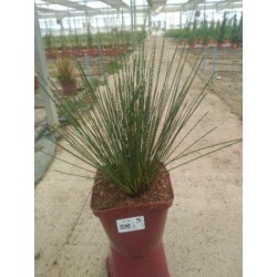 JUNEF 17,5x17,5-4L MC