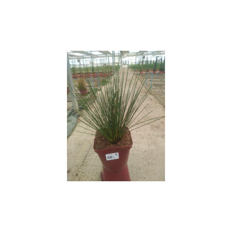 JUNEF 17,5x17,5-4L MC
