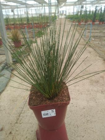 JUNEF 17,5x17,5-4L MC