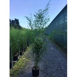 PHYBI 18L Alt.175/200 E